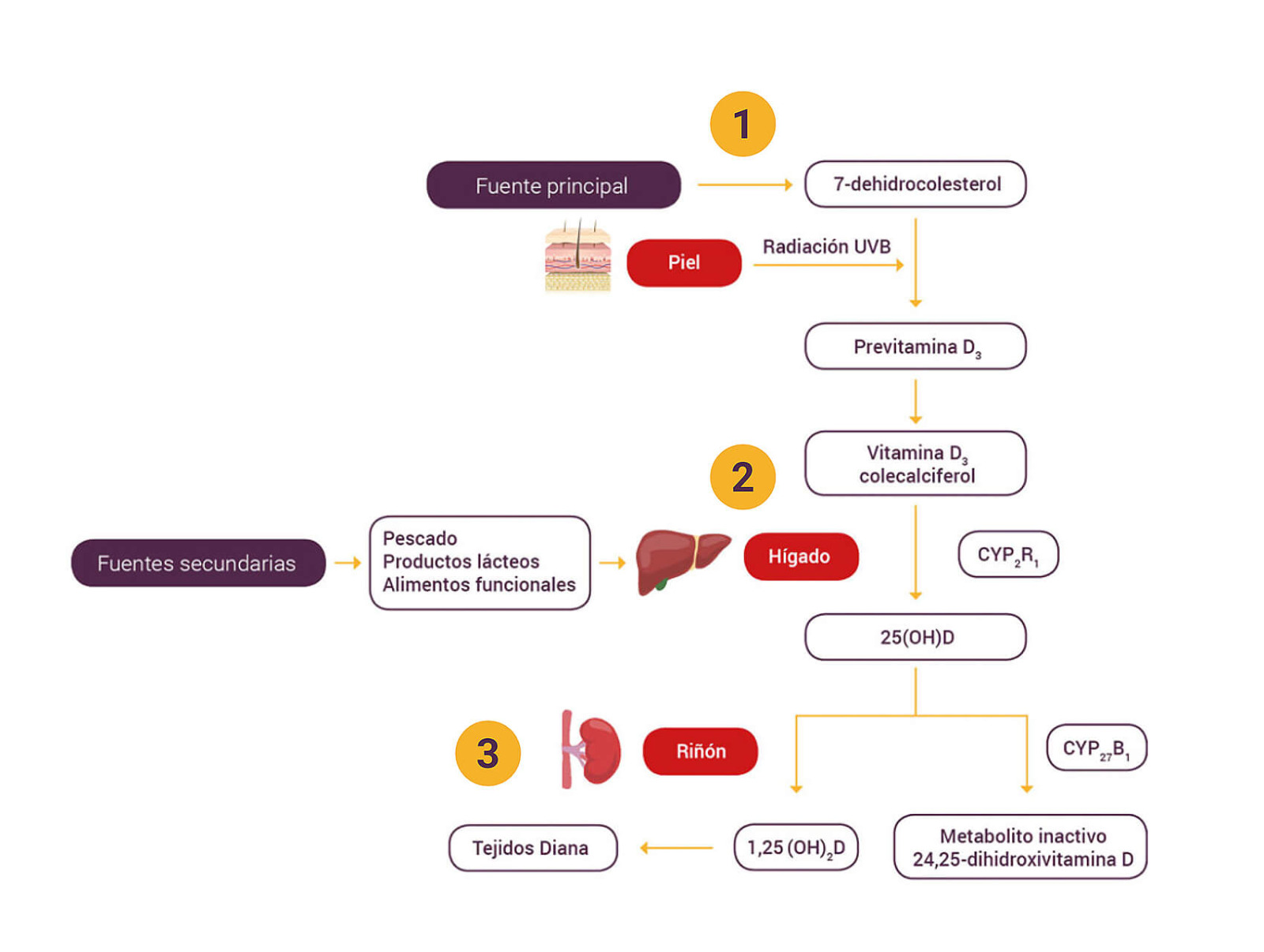 Síntesis de la vitamina D
